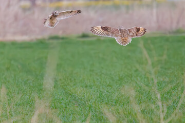 同族で争う美しいコミミズク（フクロウ科）。

日本国埼玉県、荒川河川敷にて。
2024年3月17日撮影。

A beautiful Short-eard Owl (Asio flammeus, family comprising owls) competing with its own kind.

At Arakawa riverbed, Saitama pref, Japan,
photo b