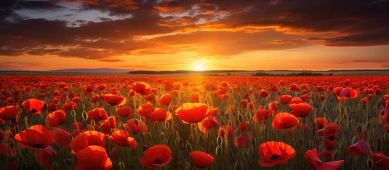 Rolgordijnen A field of red poppies in an ecoregion, with the sun shining through the clouds at sunset, casting an orange afterglow on the petals and grass © 2rogan