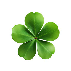 Lucky Four Leaf Clover Isolated on White Background