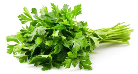 Aromatic and Brightly Colored Parsley Bunch Isolated on White Background for Culinary Use