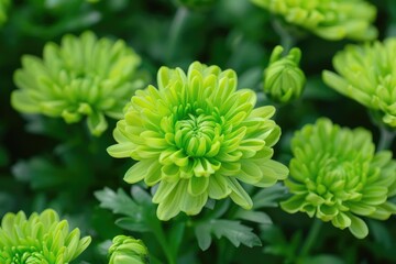 An Elegant Bloom of Delicate Green Chrysanthemum Flowers - Beauty and Brightness in Flora World