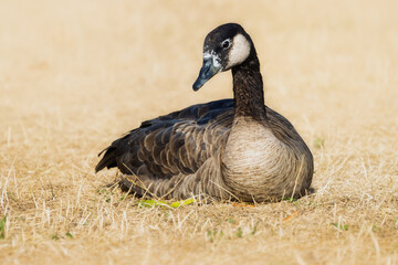 Canada goose sitting on the dry grass of a hot summer meadow