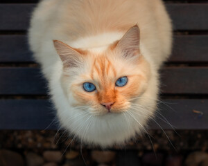 Blue-eyed cat sitting on a wooden table an looking up