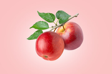 red apple with leaf on tree branch