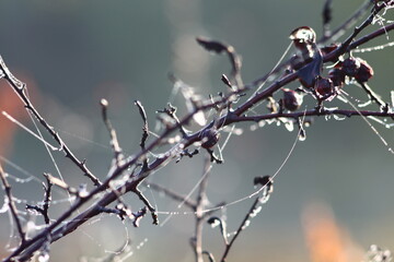 Obraz premium buds of a willow