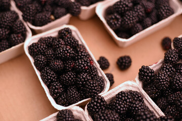 Ripe blackberries in trays. Berries.
