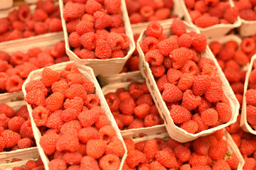 Lots of raspberries in trays