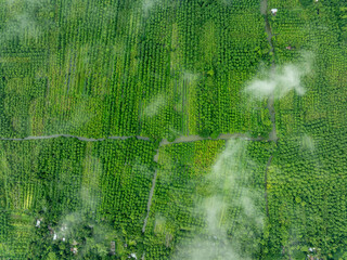 Aerial view of floating guava garden with beautiful green landscape in Pirojpur, Barisal, Bangladesh.
