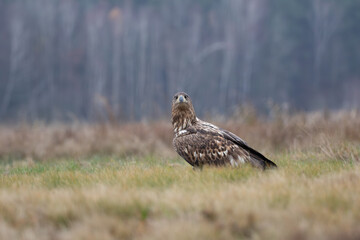A white-tailed eagle sitting in a meadow with a forest in the background