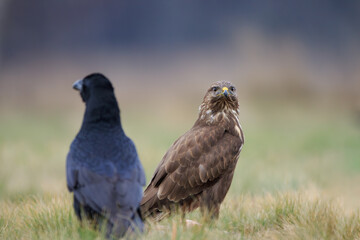 Common buzzard and raven sitting in a meadow
