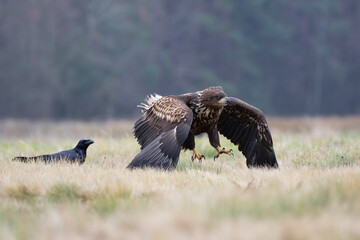 A white-tailed eagle landing in a meadow in a funny pose
