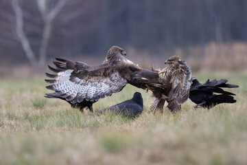 Common buzzards fighting fiercely with their wings spread