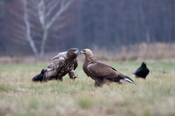 Golden eagle and white-tailed eagle in the meadow