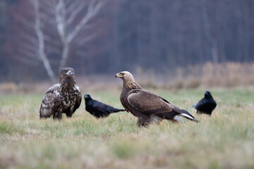 A golden eagle in a meadow watched by a white-tailed eagle