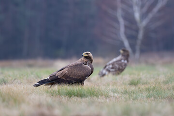 Golden eagle and white-tailed eagle in a meadow against the background of autumn birch