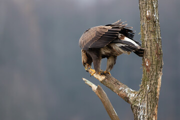 Golden eagle cleaning its beak on a branch against the background of the forest