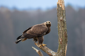 Golden eagle on a branch against the background of the forest