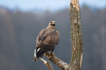 Golden eagle on a branch against the background of the forest