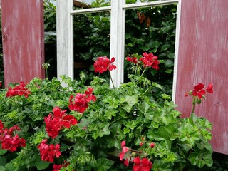 Fototapeta na wymiar window with red flowers