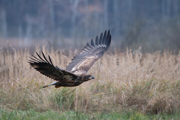 A white-tailed eagle flying over the grass