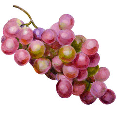Watercolor illustration of grape fruit.