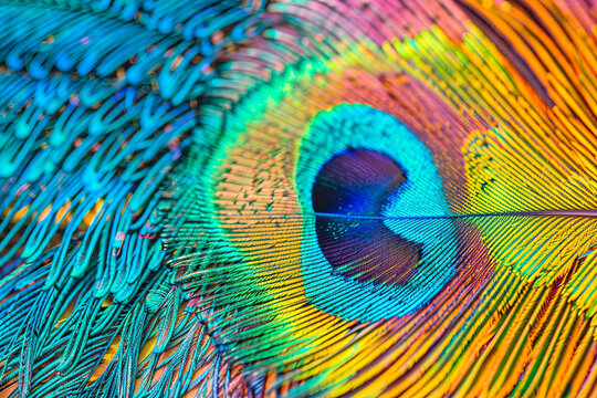A very colorful peacock feather macro. Fantastic desktop image