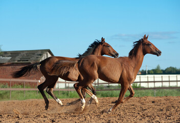 Beautiful young saddle horses running gallop - 763262942
