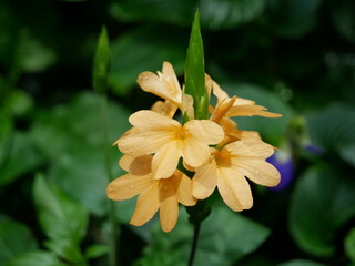 Yellow-orange Flower
