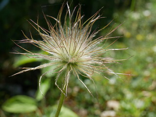 Dandelion