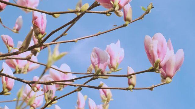 mesmerizing beauty Pink magnolia buds and flowers sway against blue sky, soft pastel colors and gentle movement create sense of springtime beauty and tranquility, new beginnings and optimism
