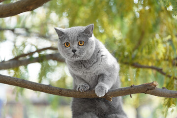 A domestic British cat sits on a tree in the park. Walking pets outside.