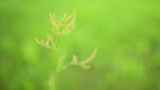 Rumex thyrsiflorus, also known commonly as compact dock or thyrse sorrel, is perennial herb, which grows in meadows and wasteland in most parts of Europe.