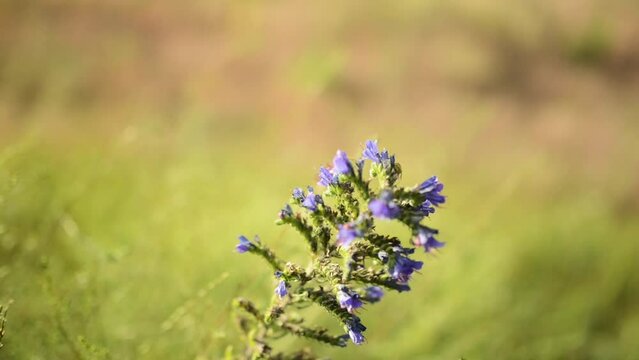 Echium vulgare — known as viper's bugloss and blueweed — is flowering plant in borage family Boraginaceae. It is native to most of Europe and western and central Asia