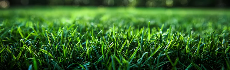 Papier Peint photo autocollant Herbe Green grass detail with bokeh blurry background.