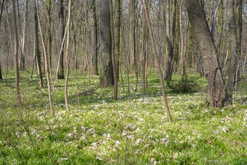 Allium paradoxum im Frühling im Plänterwald in Berlin