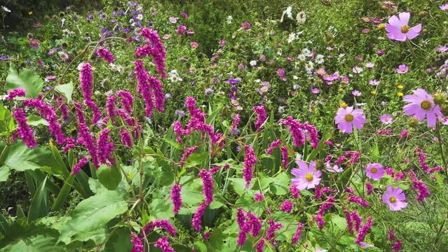 Persicaria orientalis is a species of flowering plant in the family Polygonaceae, known as kiss-me-over-the-garden-gate and princess-feather. It was first described by Carl Linnaeus in 1753.