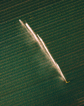 Aerial drone view of water gun spraying tulip fields during sunrise, spring in Holland, The Netherlands.