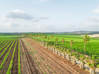Aerial view of beautiful agricultural landscape, Israel.