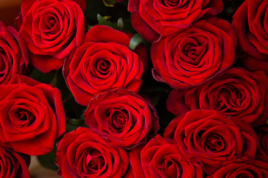 Huge bouquet of beautiful red roses as background, floral background.