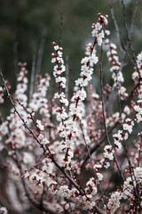 Apricot tree branch with blooming white flowers