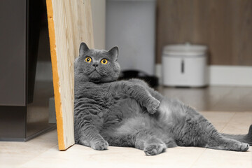 A fat British cat sits leaning against the wall in a living room interior and looks at the camera.