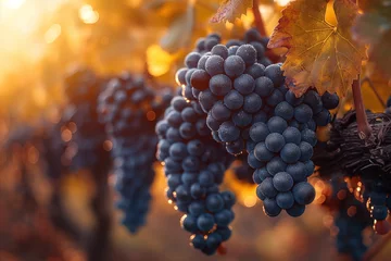 Fotobehang  Vineyard Harvest in Progress Generative AI  © Devilal