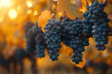 Fotobehang  Vineyard Harvest in Progress Generative AI  © Devilal