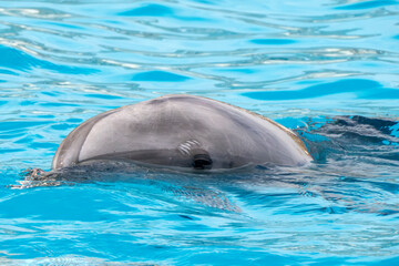 Dolphin close up portrait in blue water - 763272700