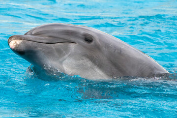 Dolphin close up portrait in blue water looking at you - 763272706