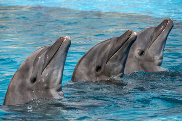 Dolphins close up portrait in blue water - 763272710