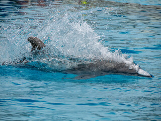 Dolphin accelerating in blue water for a next jump - 763272711