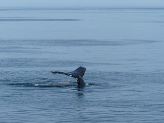 Obraz premium Observation de baleines en mer