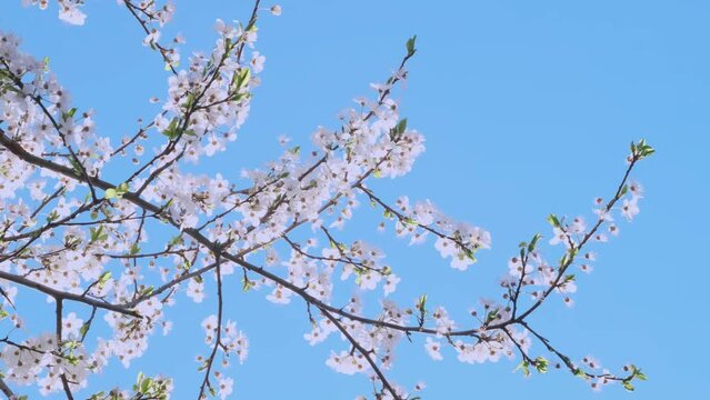 Spring blossom plum trees in garden, flowers sway against blue sky, soft pastel colors and gentle movement create sense of springtime beauty and tranquility, symbol of new beginning