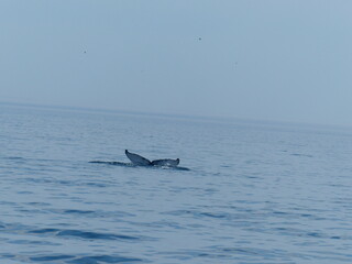 Fototapeta premium Observation de baleines en mer